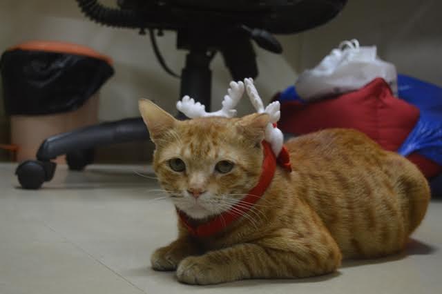 Ginger the cat at Pagalguy office