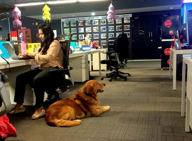 Walter dogs at inmobi office